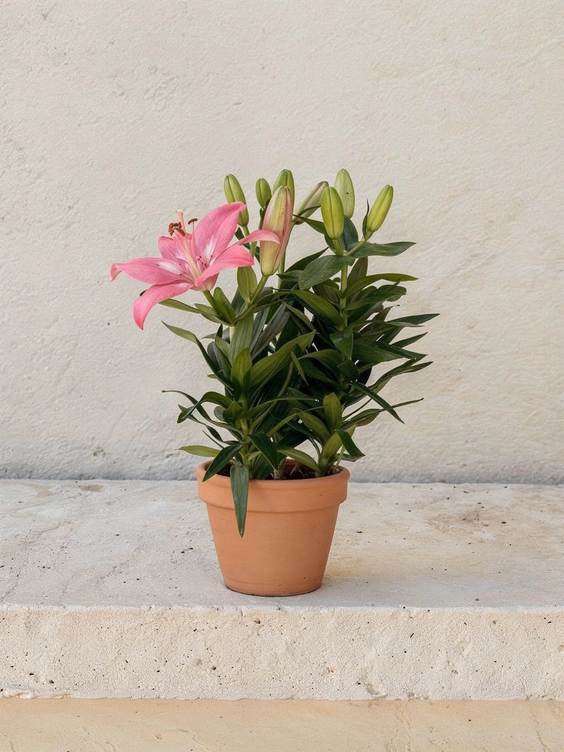 Lily Plant