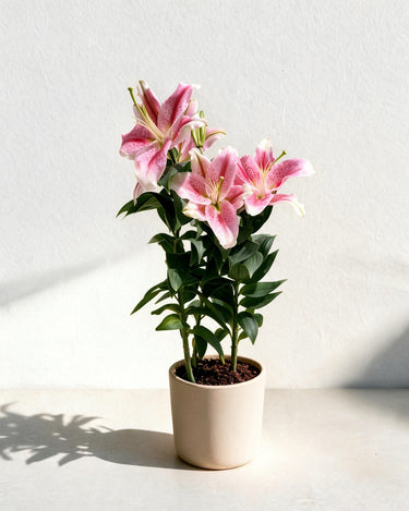 Lily Plant