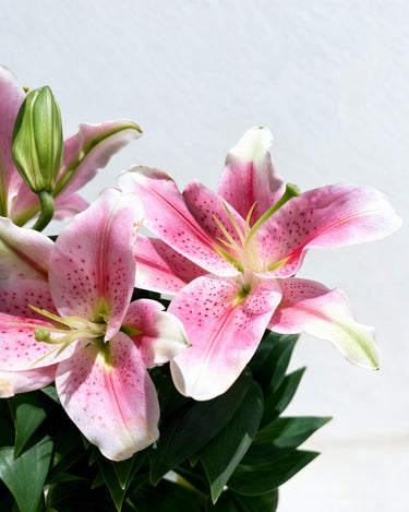 Lily Plant