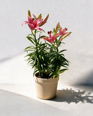 Lily Plant
