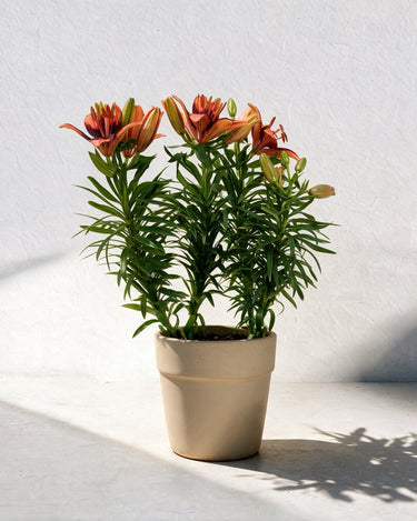 Tiny Ink Asiatic Lily