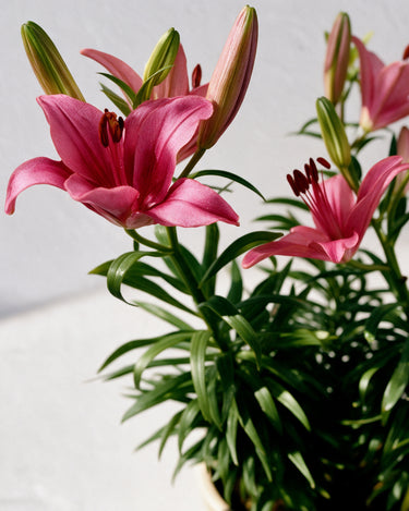Lily Plant