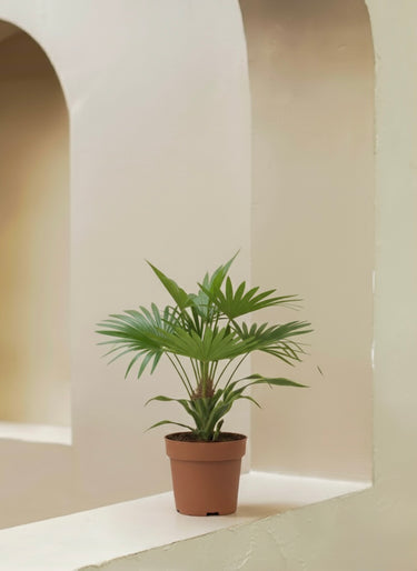 Livistona Palm