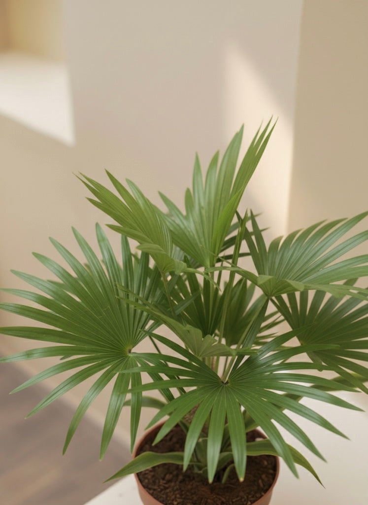 Livistona Palm