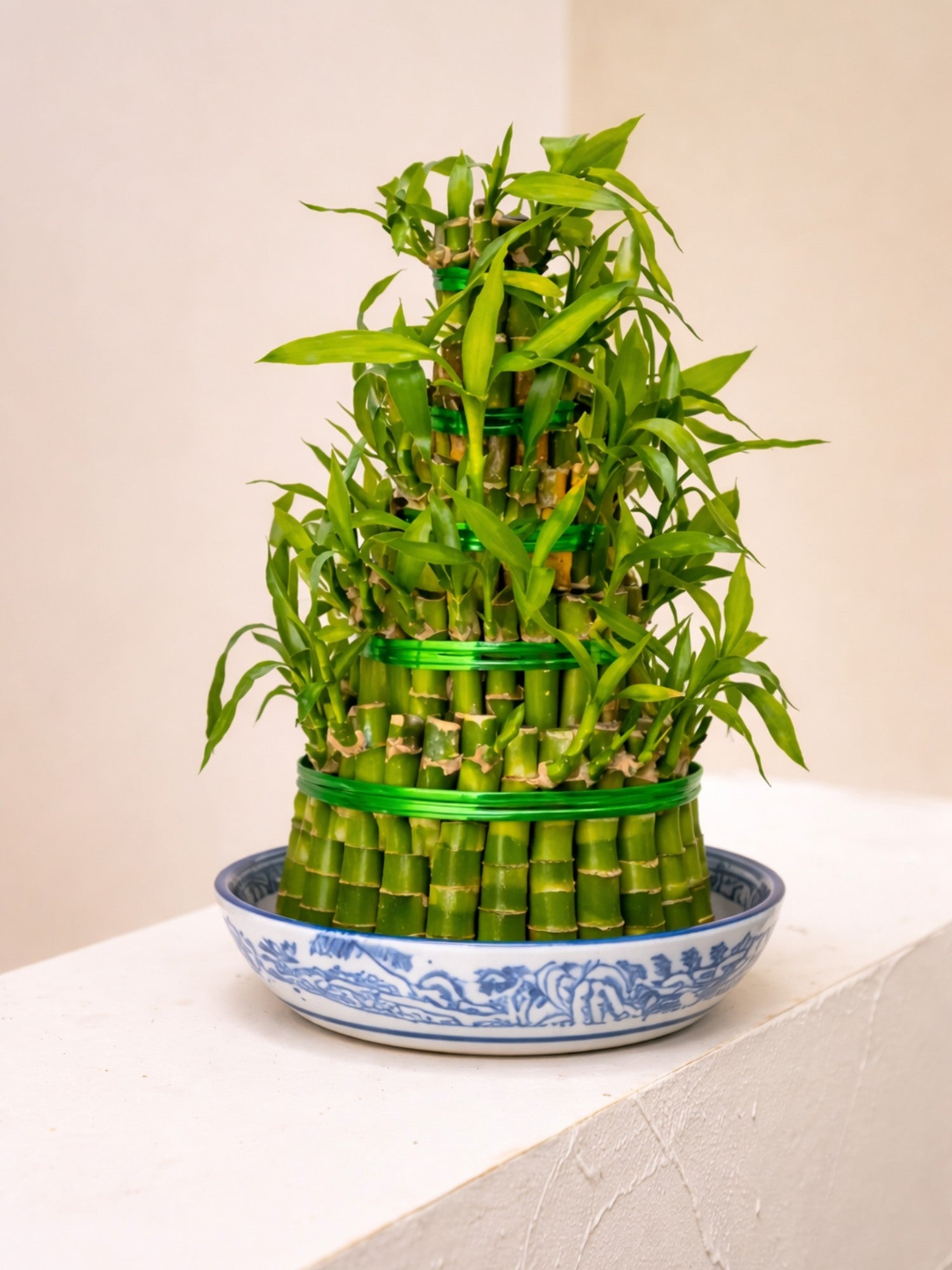 Lucky Bamboo