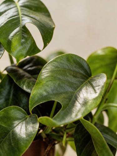 Mini Monstera