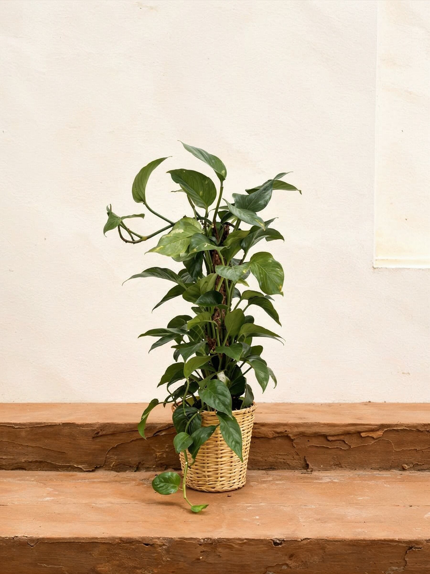 Money Plant