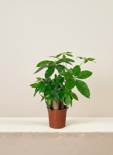 money tree dubai Twisted Trunk Pachira - Pachira Aquatica | Tall Indoor Plants