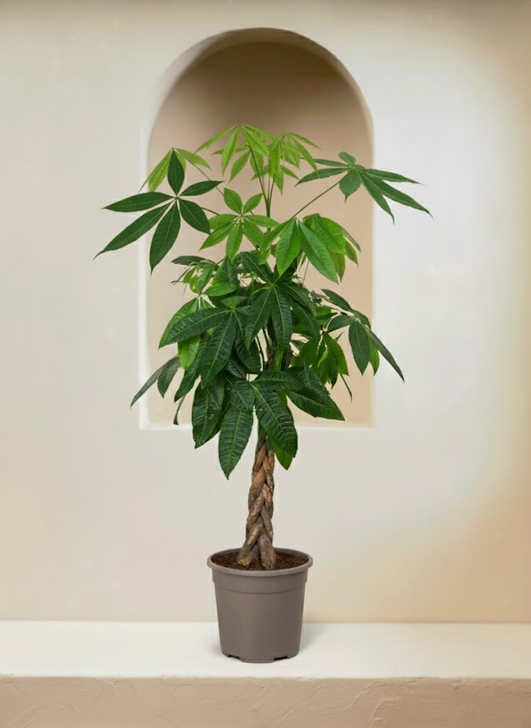 Money Tree