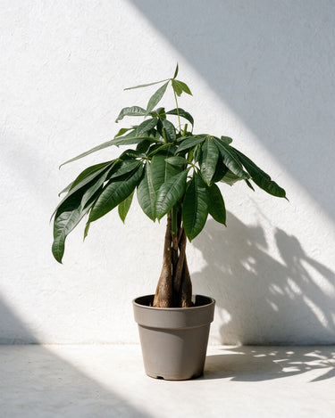 Money Tree