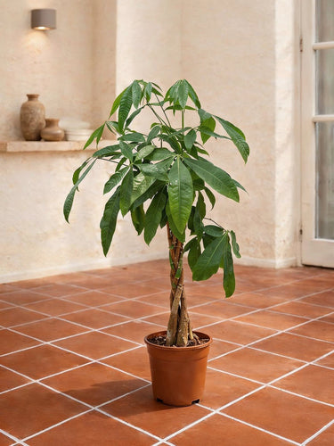 Money Tree
