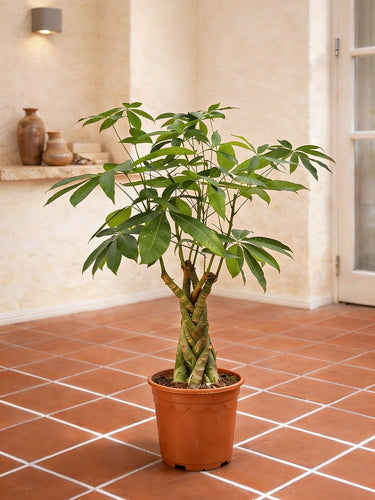 money tree twisted trunk Twisted Trunk Pachira - Pachira Aquatica | Tall Indoor Plants
