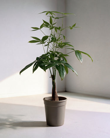 Money Tree
