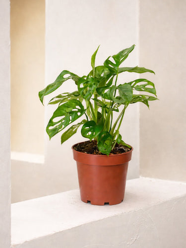 Monkey Monstera