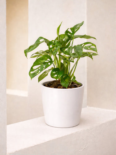 Monkey Monstera