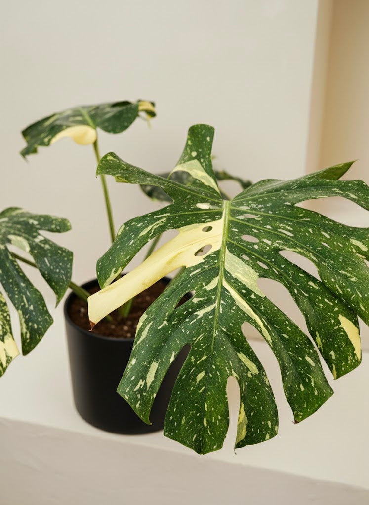 Monstera Thai Constellation