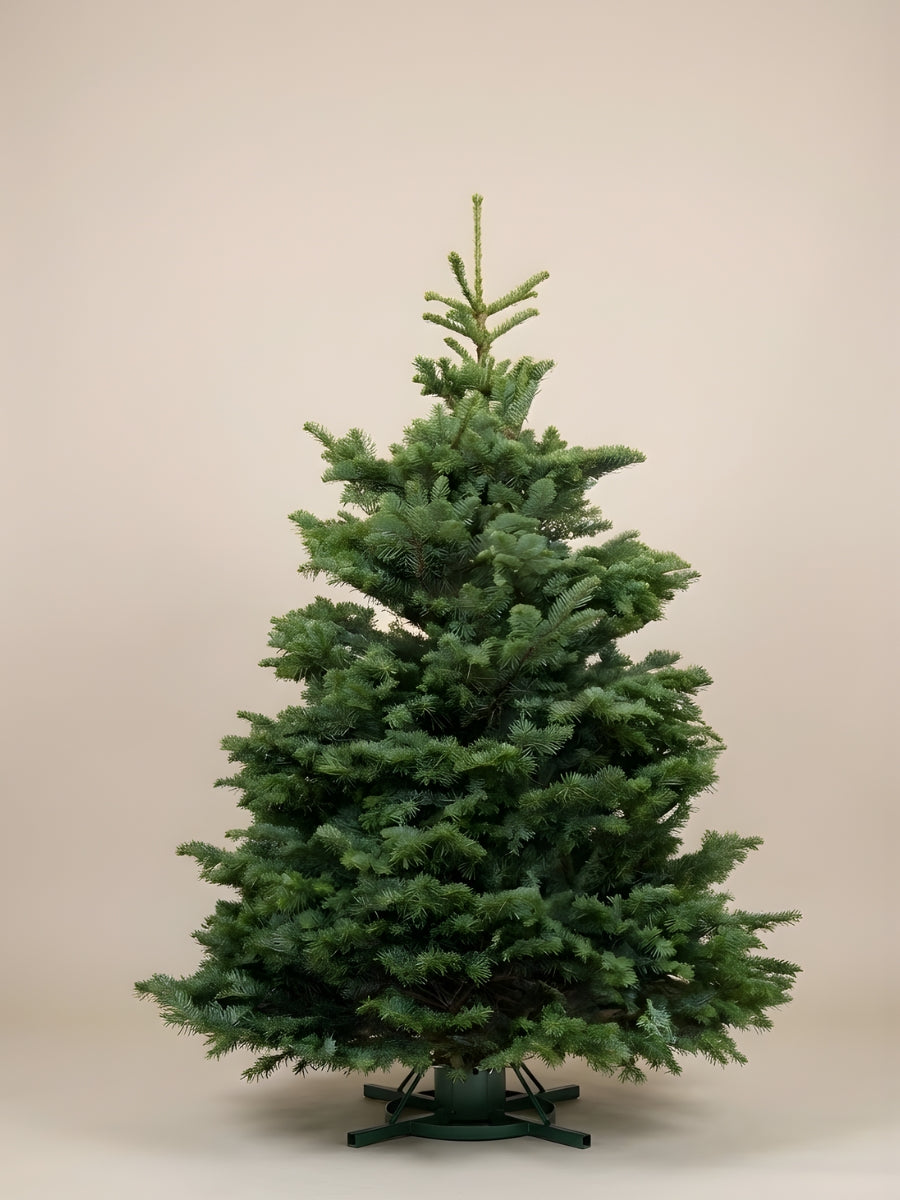 Real Christmas Tree - Noble Fir