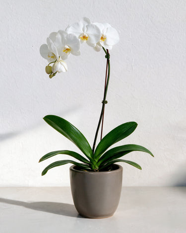 Orchid