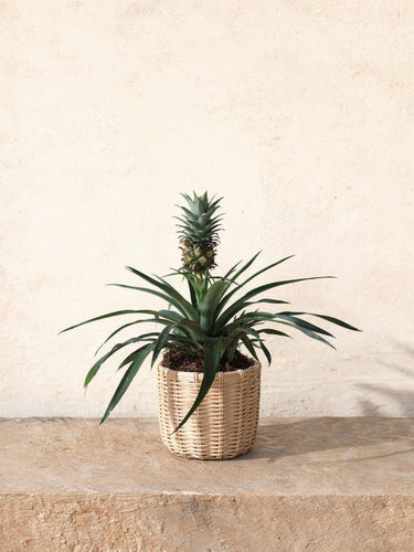 Ornamental Pineapple