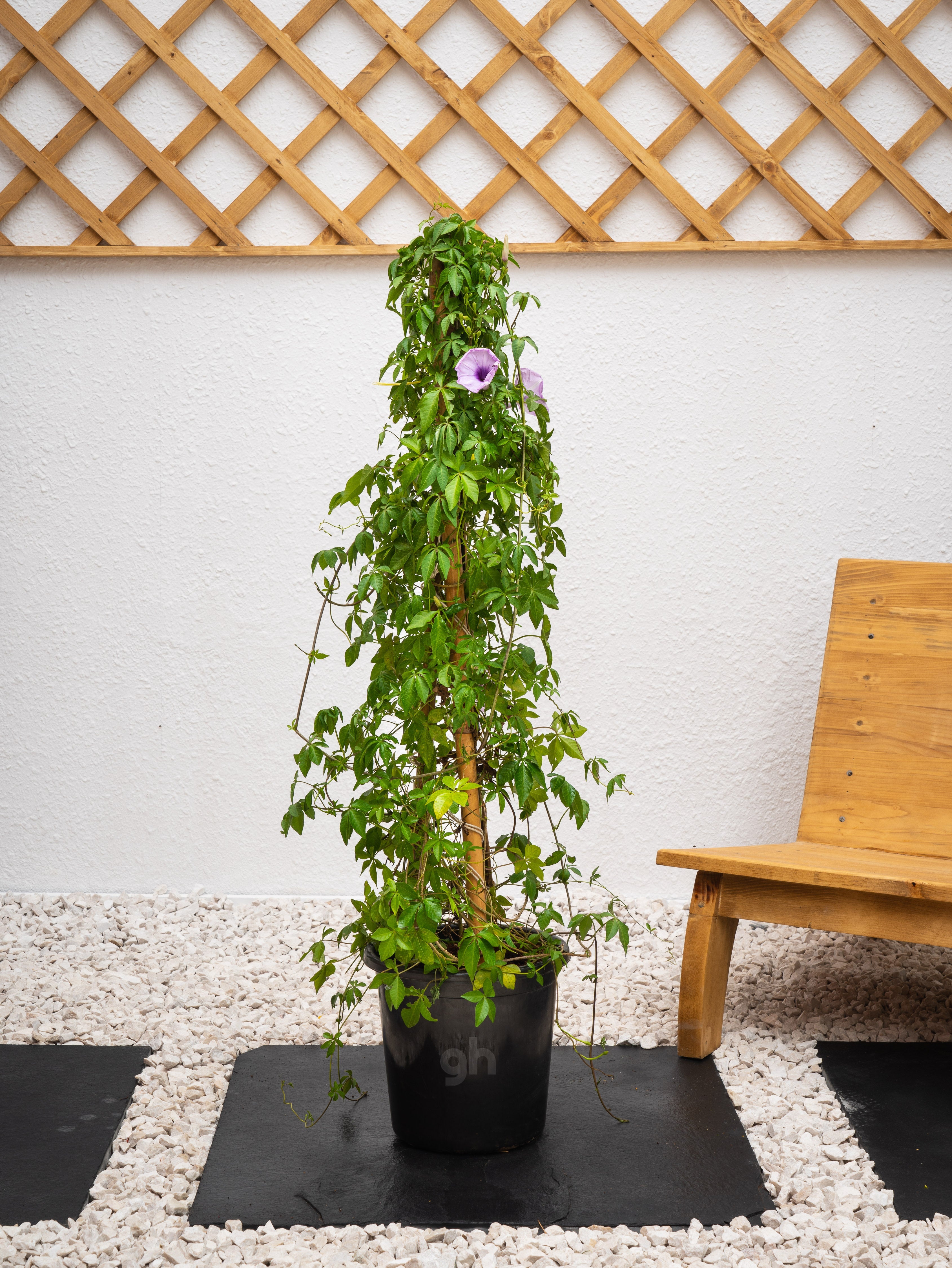 Ipomoea Climber