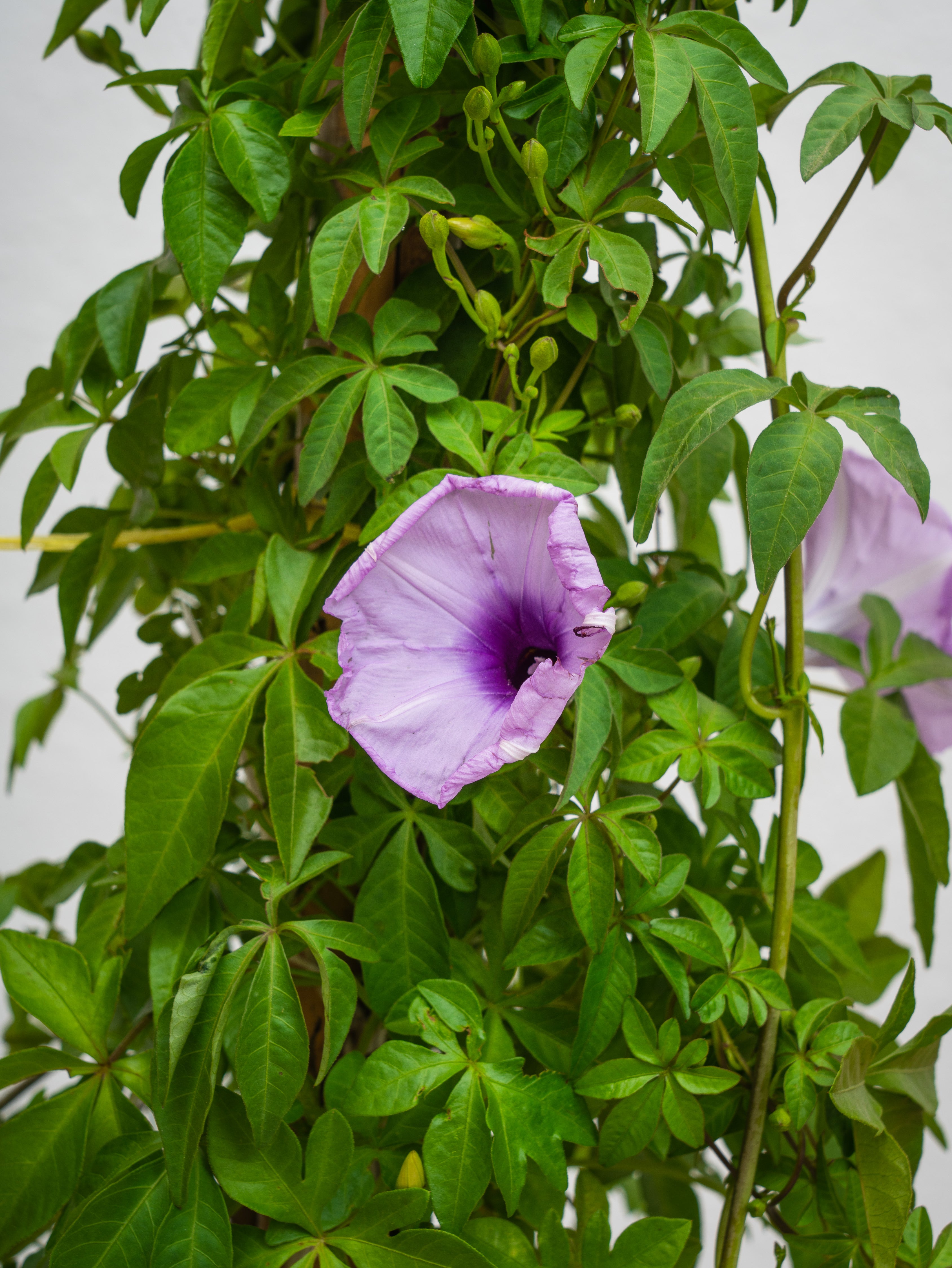 Ipomoea Climber