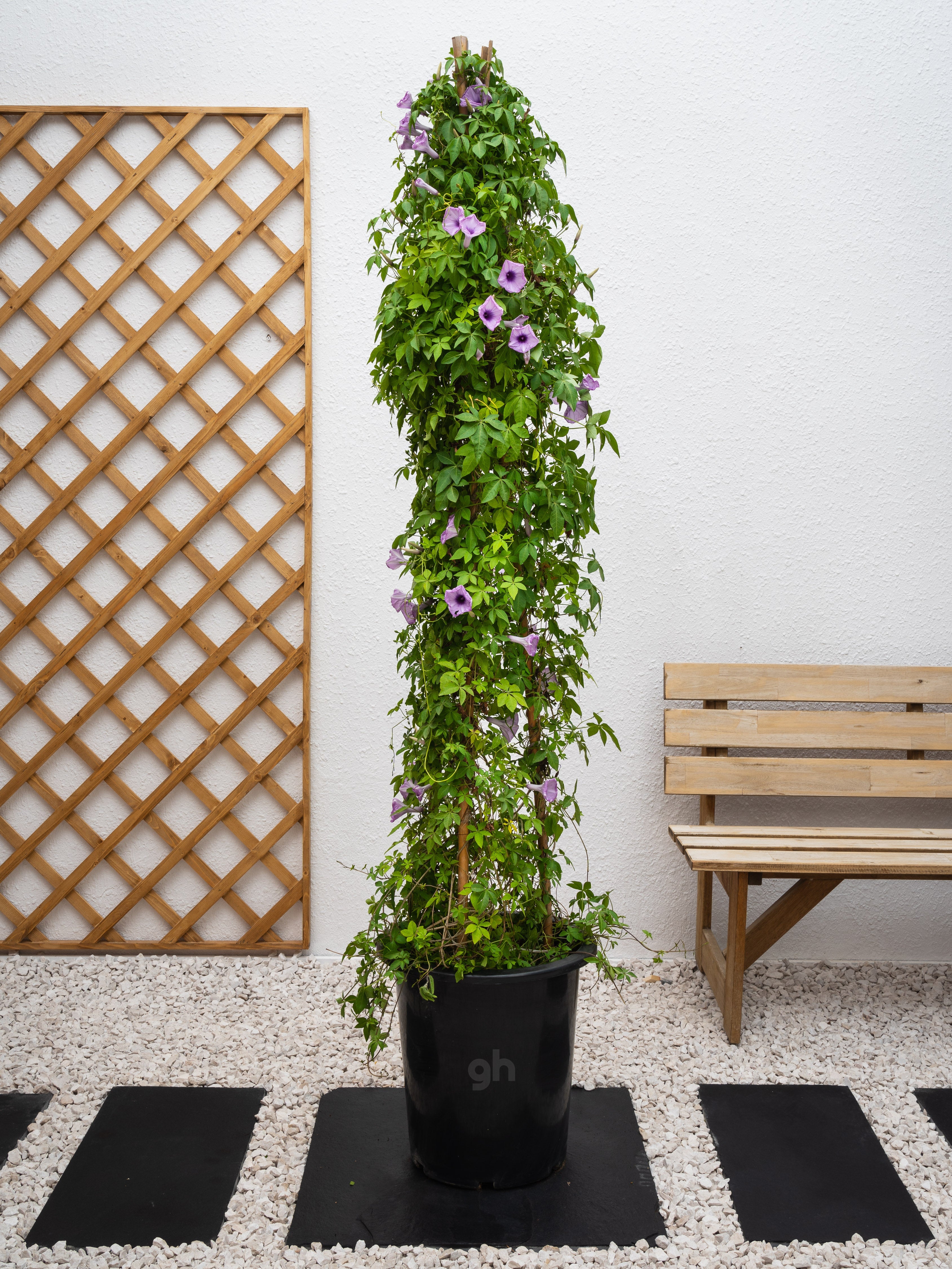 Ipomoea Climber