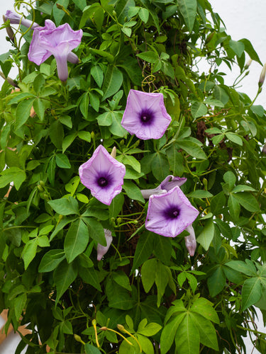 Ipomoea Climber