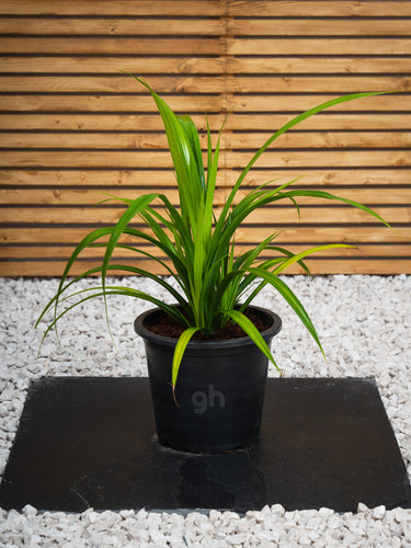 Pandanus