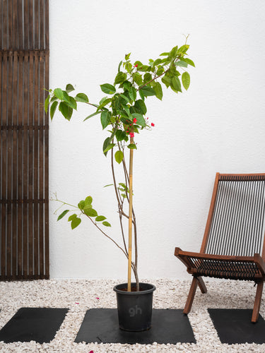 Spicy Jatropha