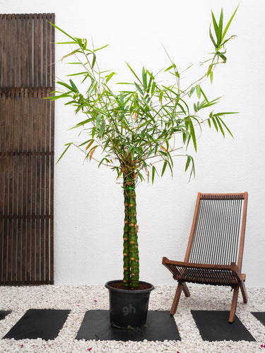 Buddha's Belly Bamboo