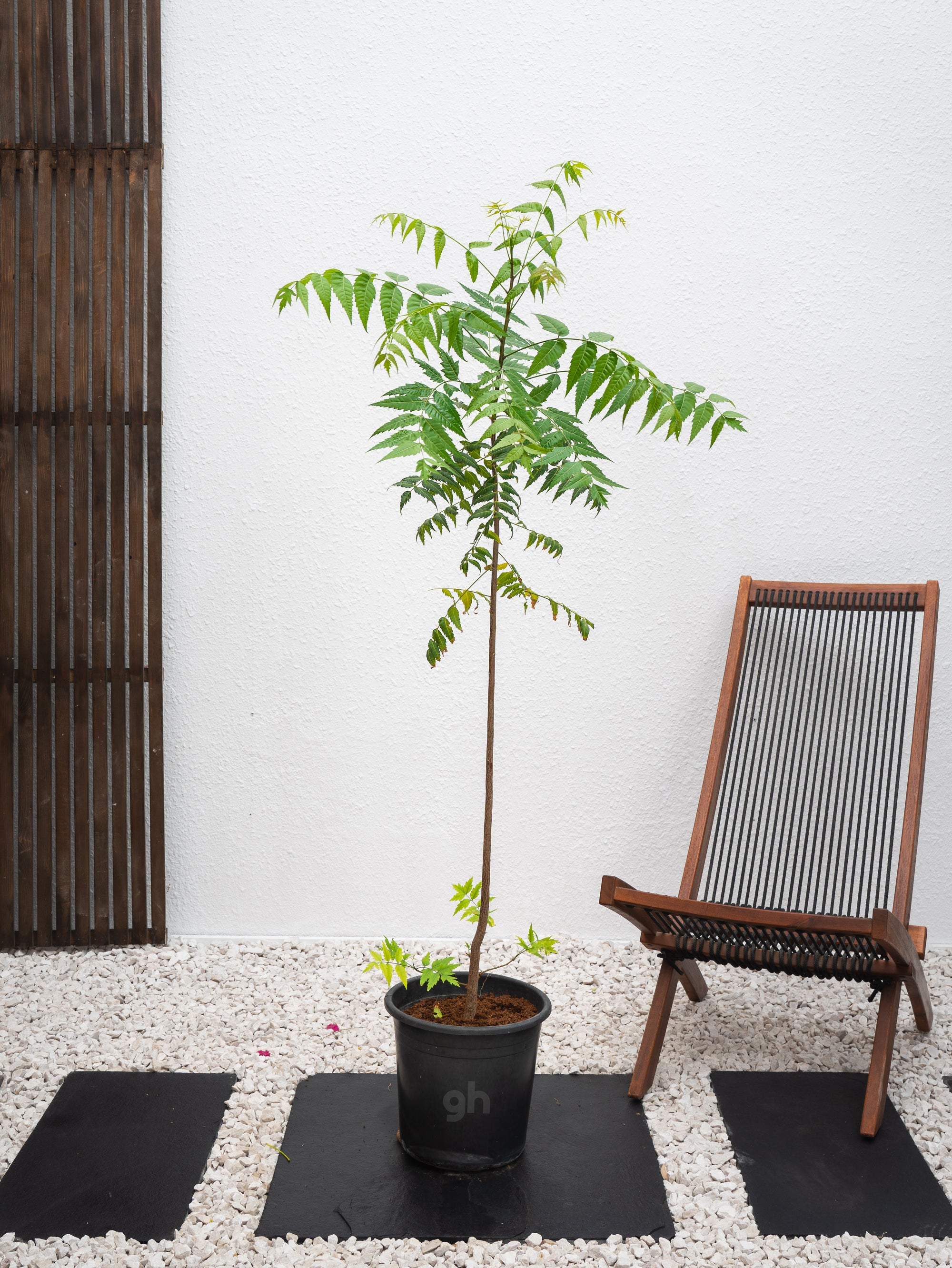 Neem Tree - Azadirachta Indica | Trees - Outdoor Plants | growhub AE