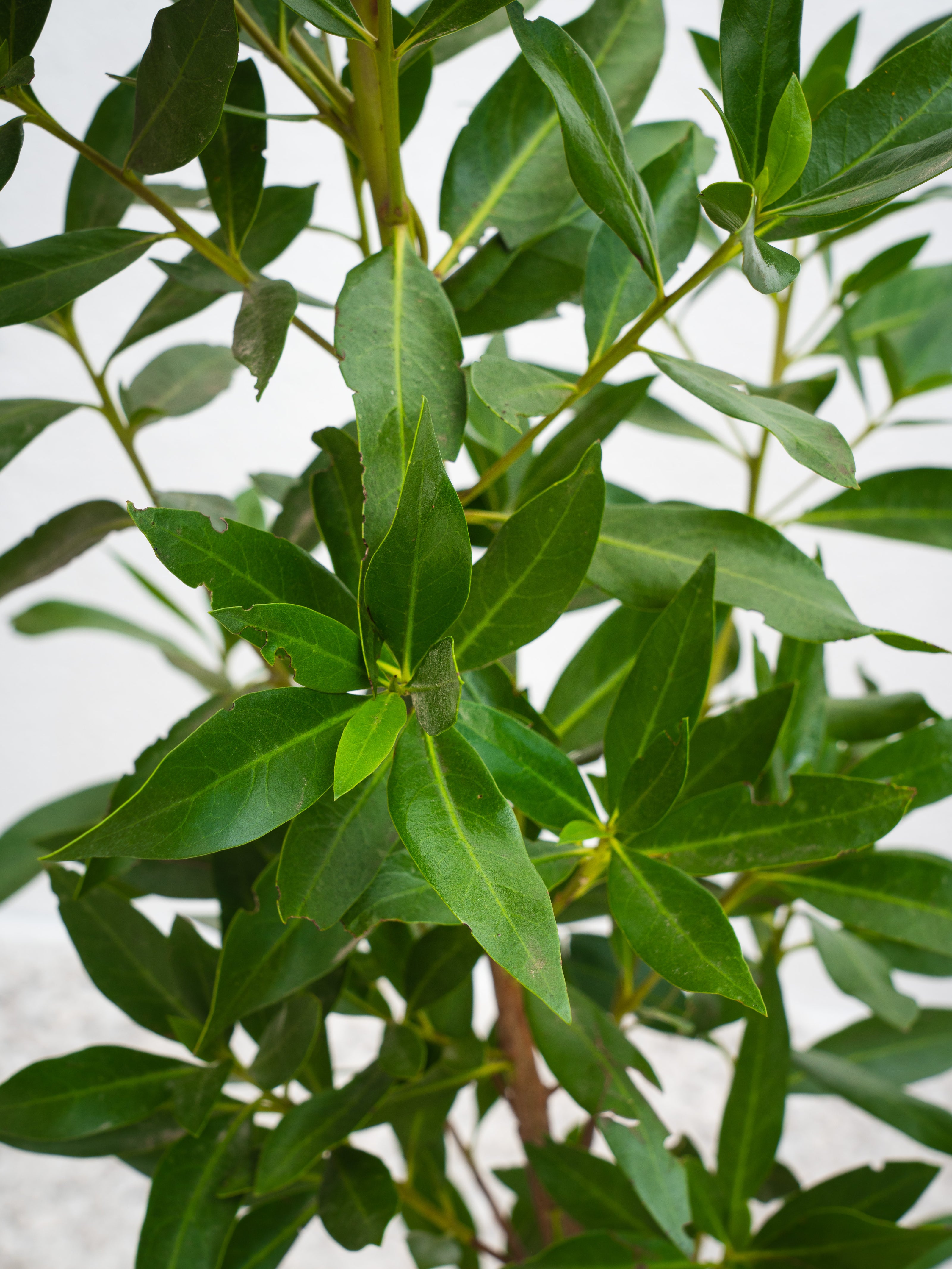 Damas - Conocarpus Erectus | Trees - Outdoor Plants | growhub AE