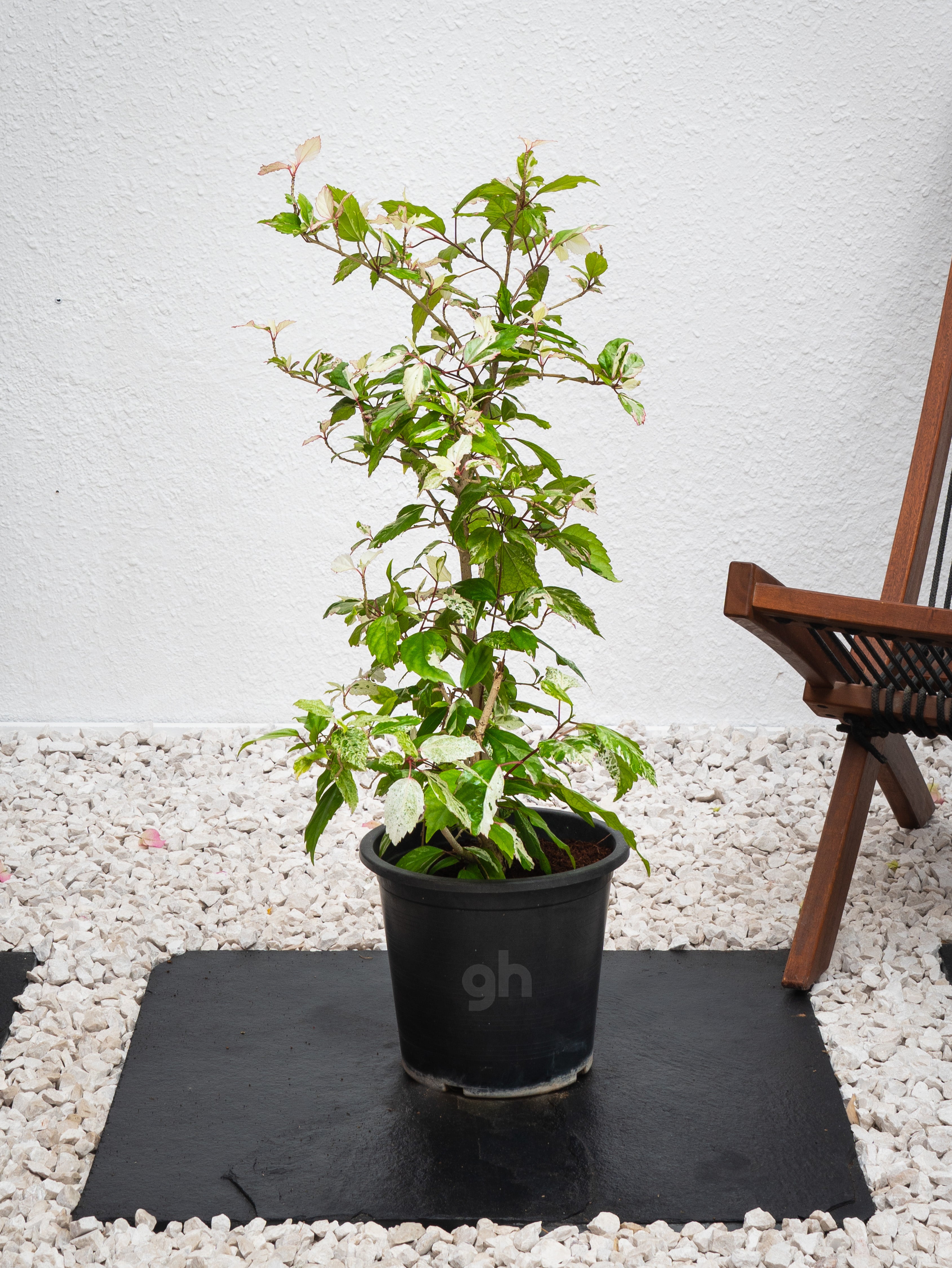 Hibiscus Variegated