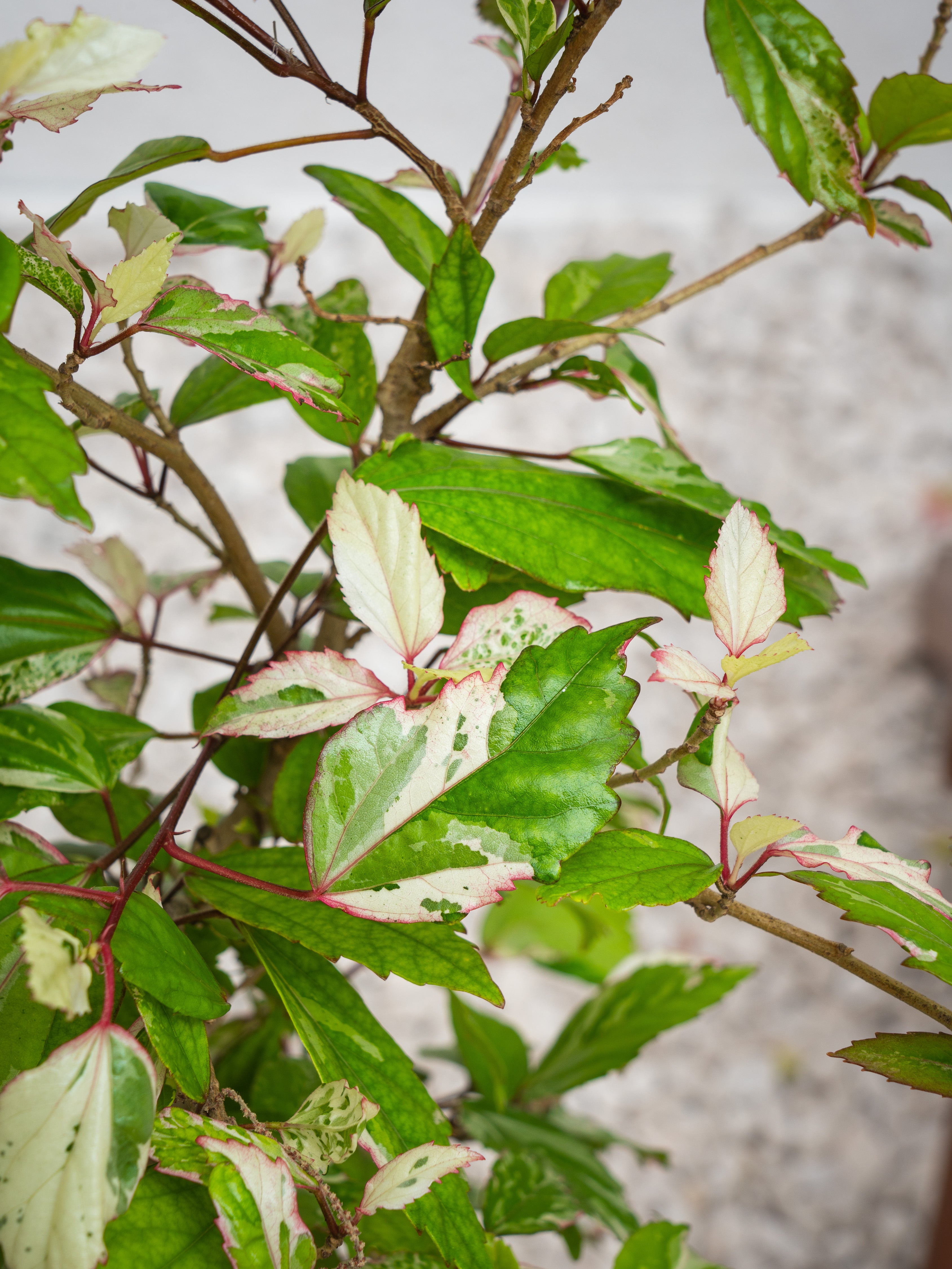 Hibiscus Variegated