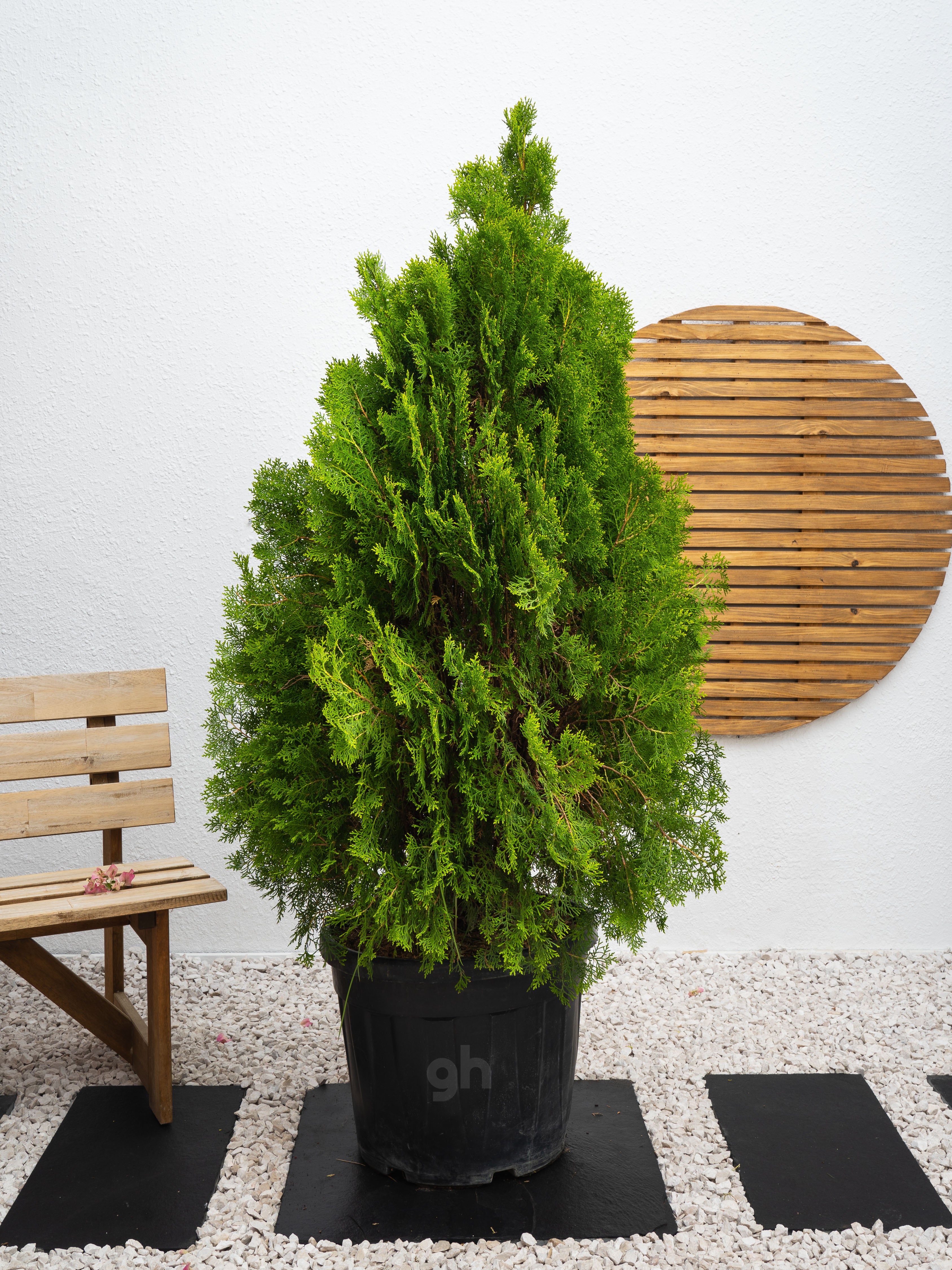 Thuja Orientalis