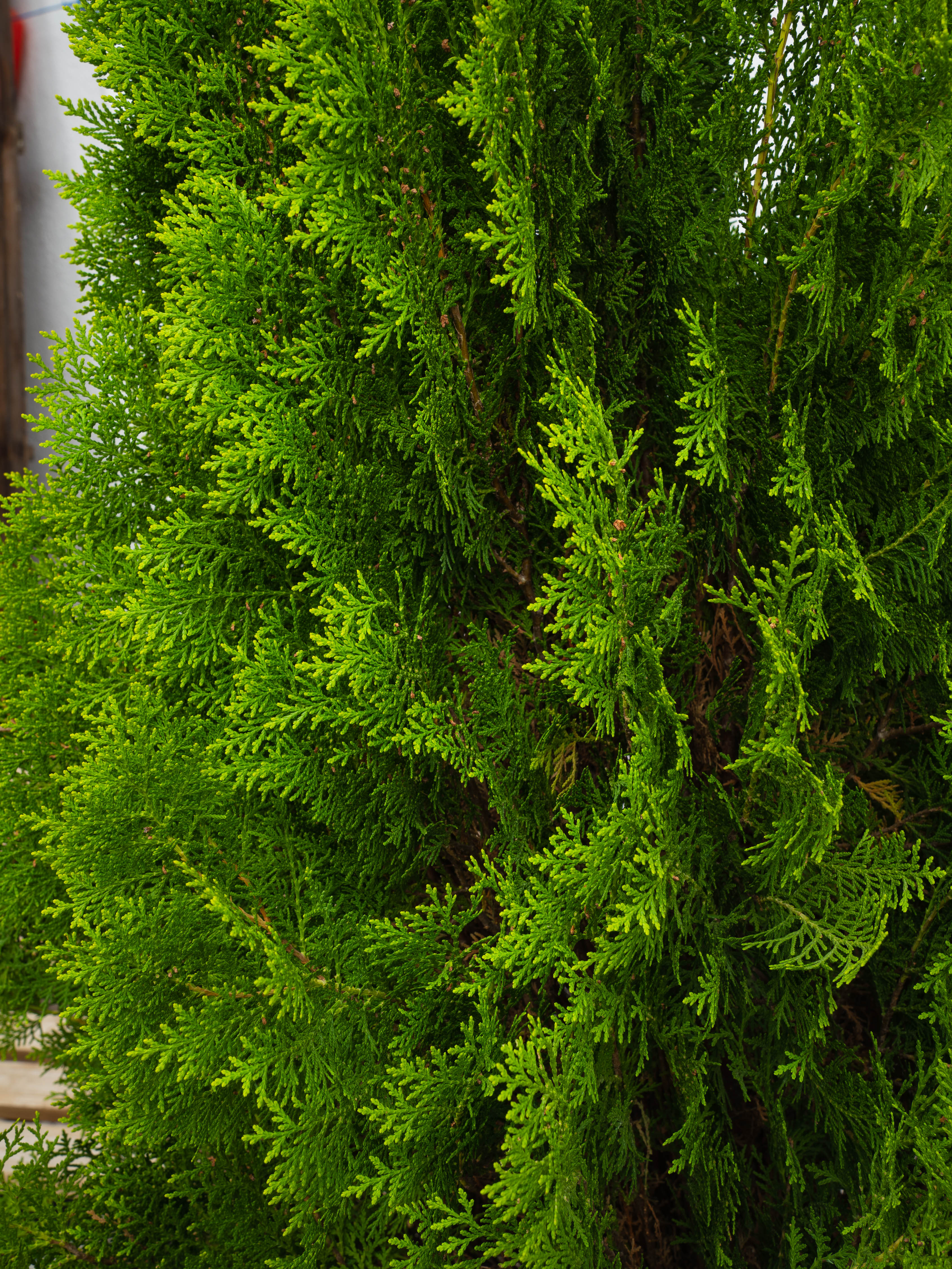 Thuja Orientalis