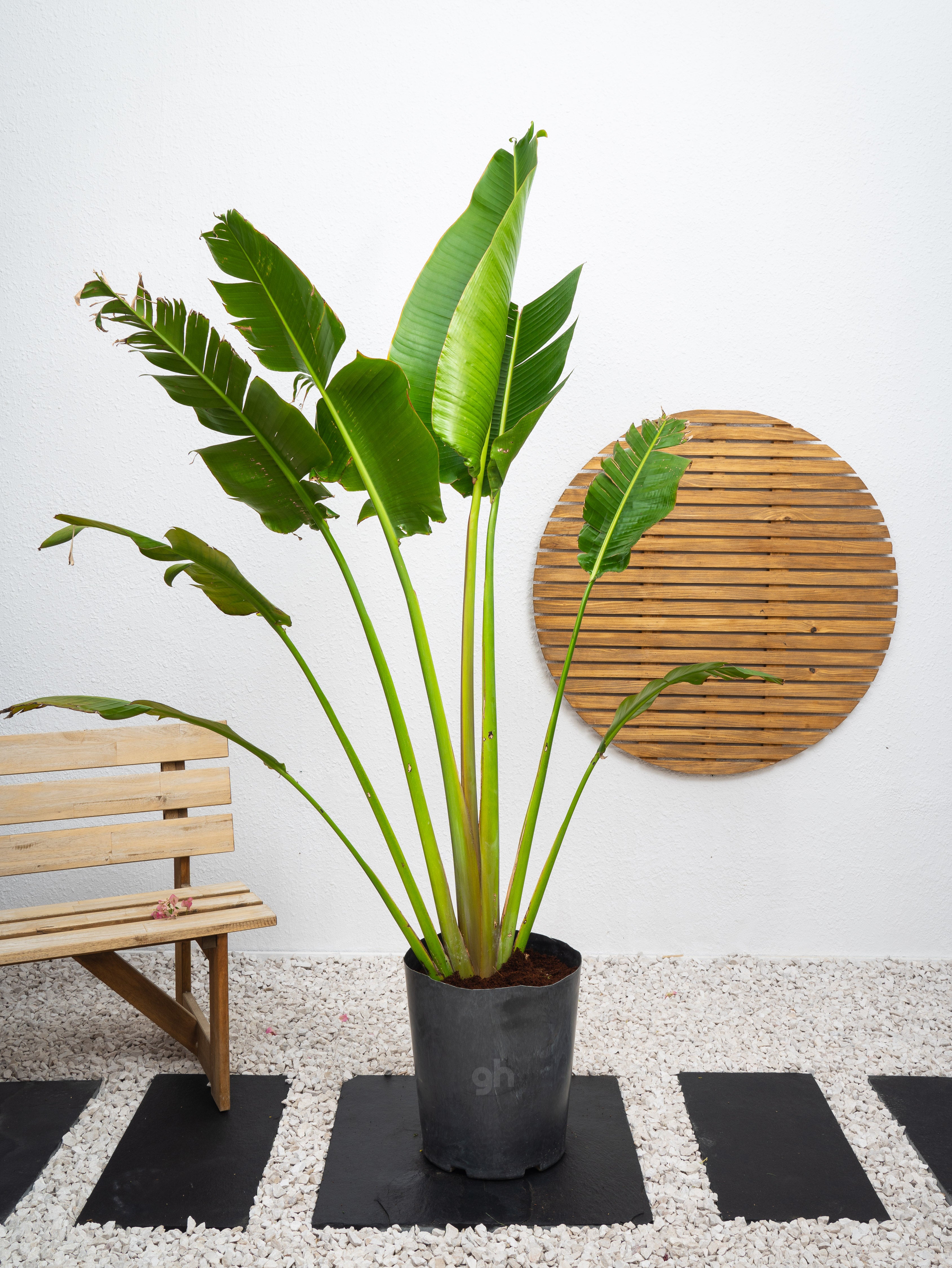 travelers palm indoor plant care Traveller's Palm - Ravenala Madagascariensis | Palms - Outdoor Plants