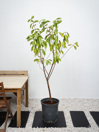 Guava Tree