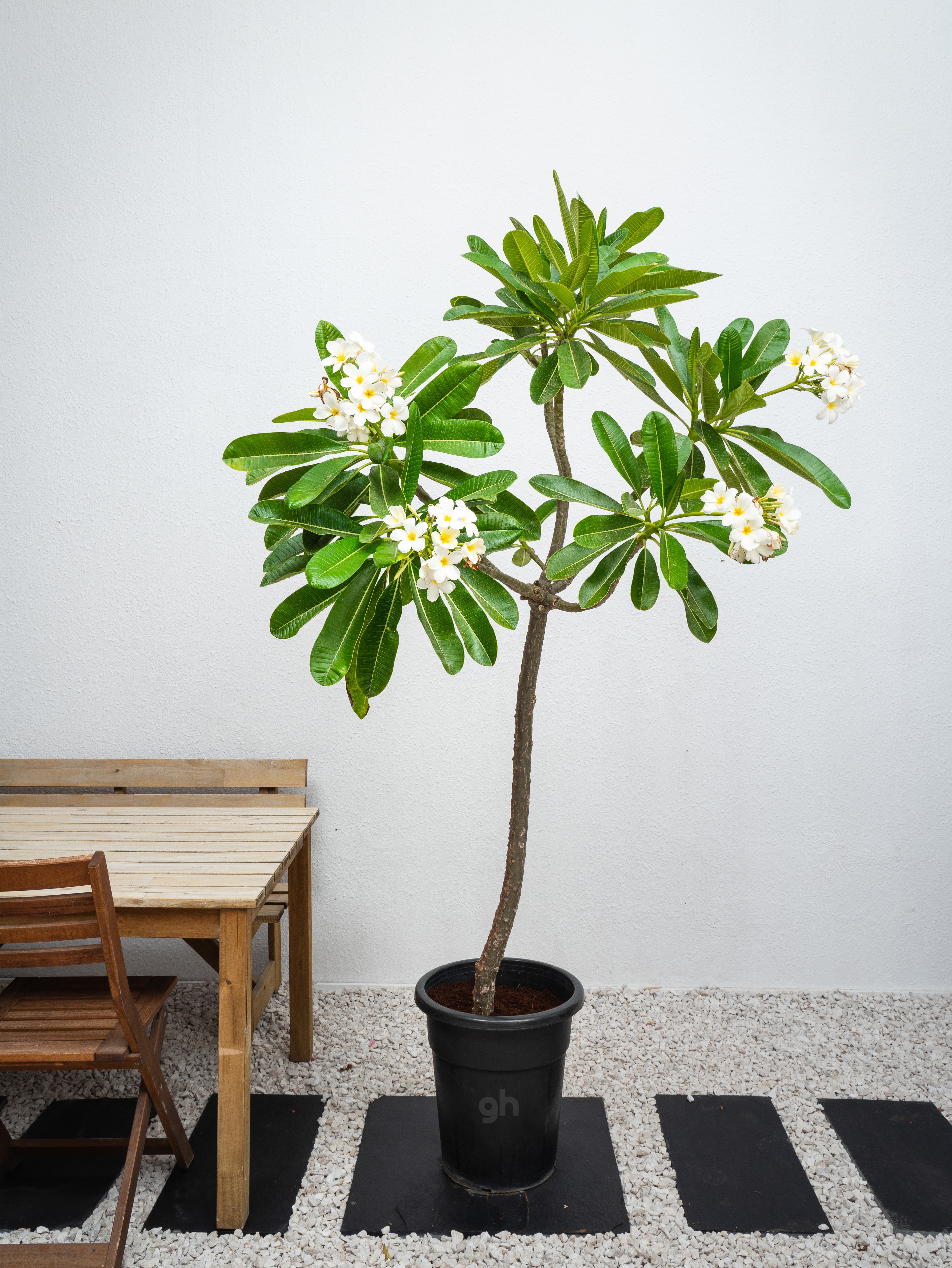frangipani plant in pot Frangipani Tree - Plumeria Obtusa | Flowering Outdoor Plants