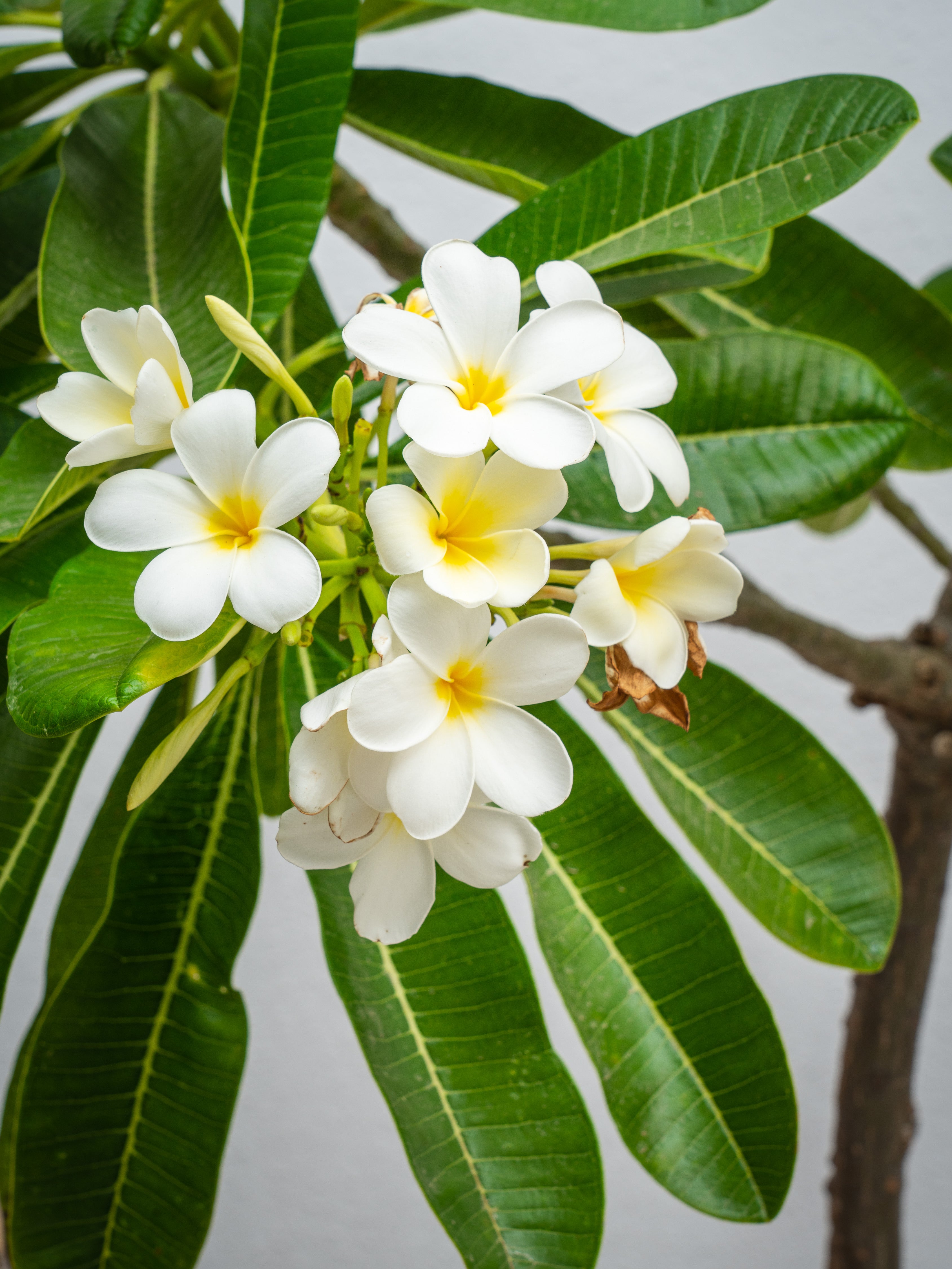 Frangipani Tree