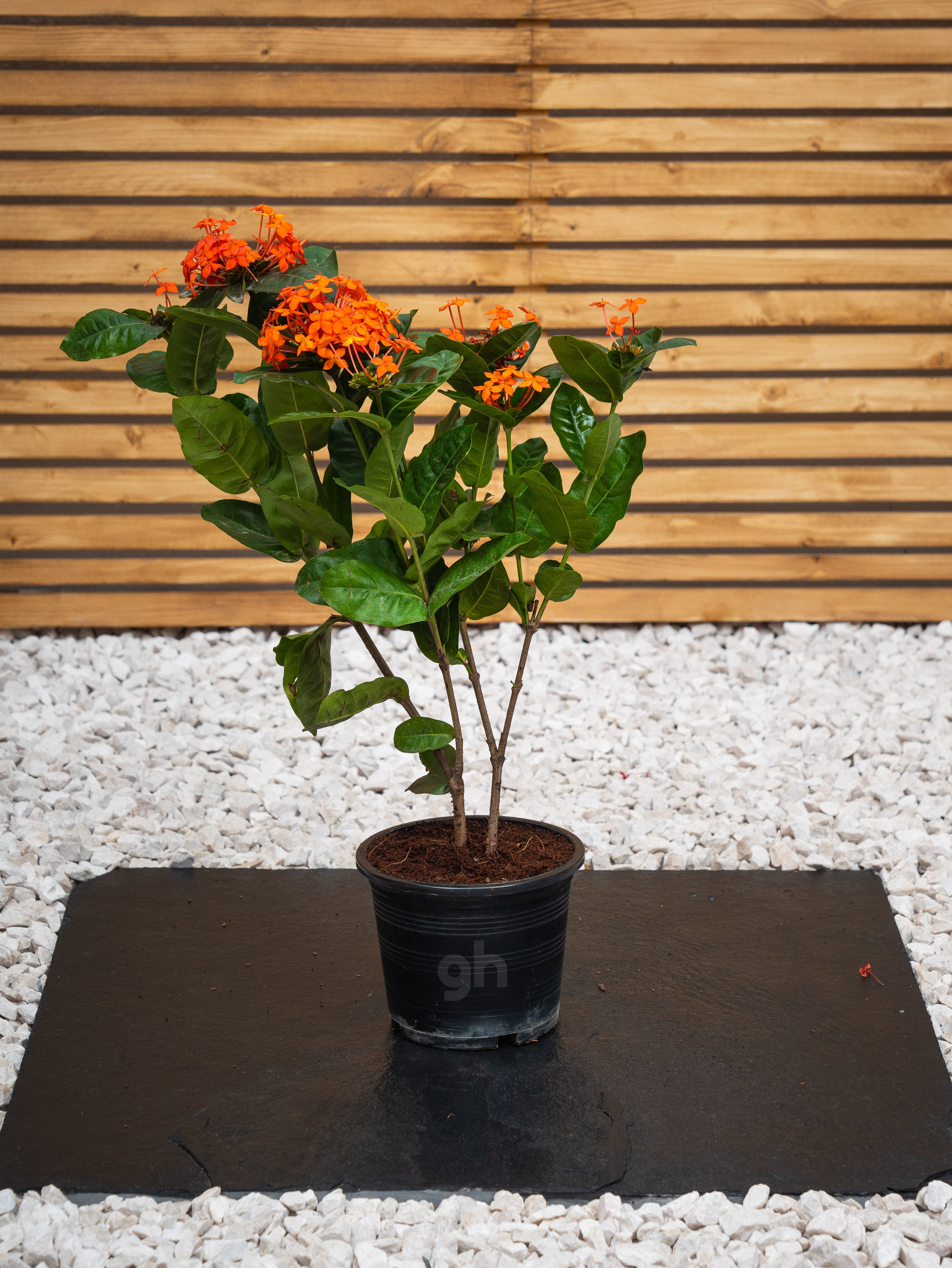 Ixora Cocinea