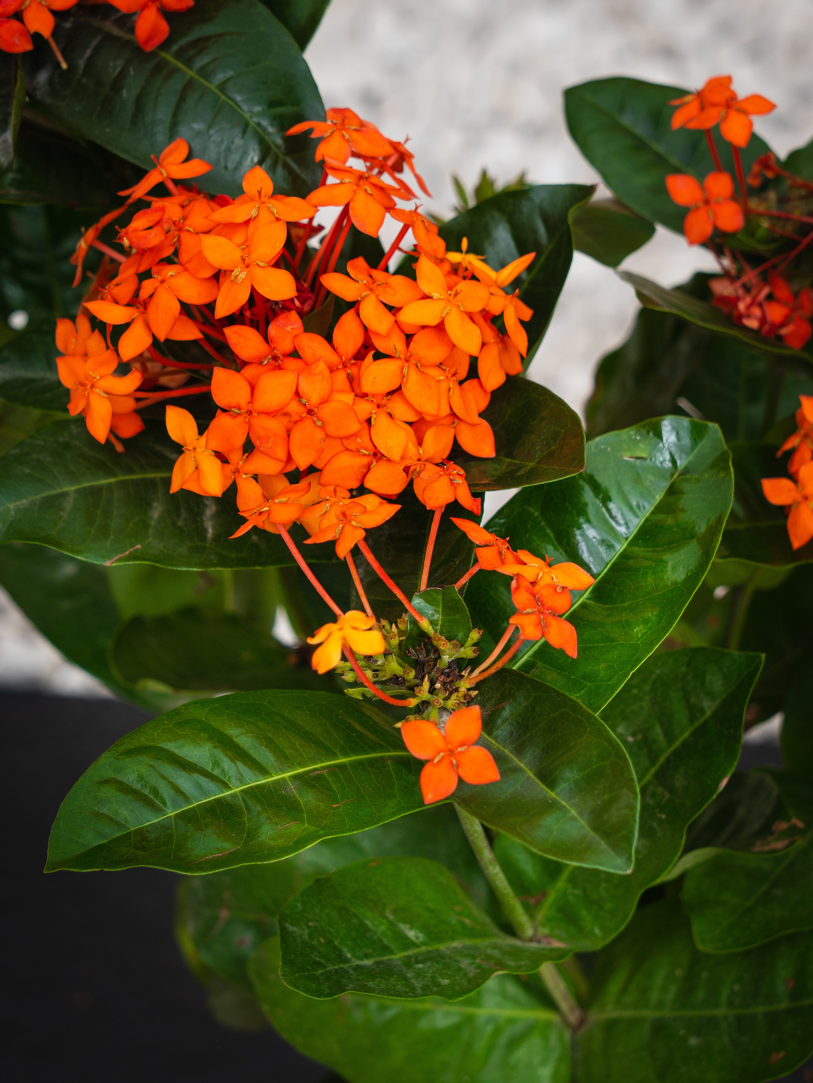 Ixora Cocinea