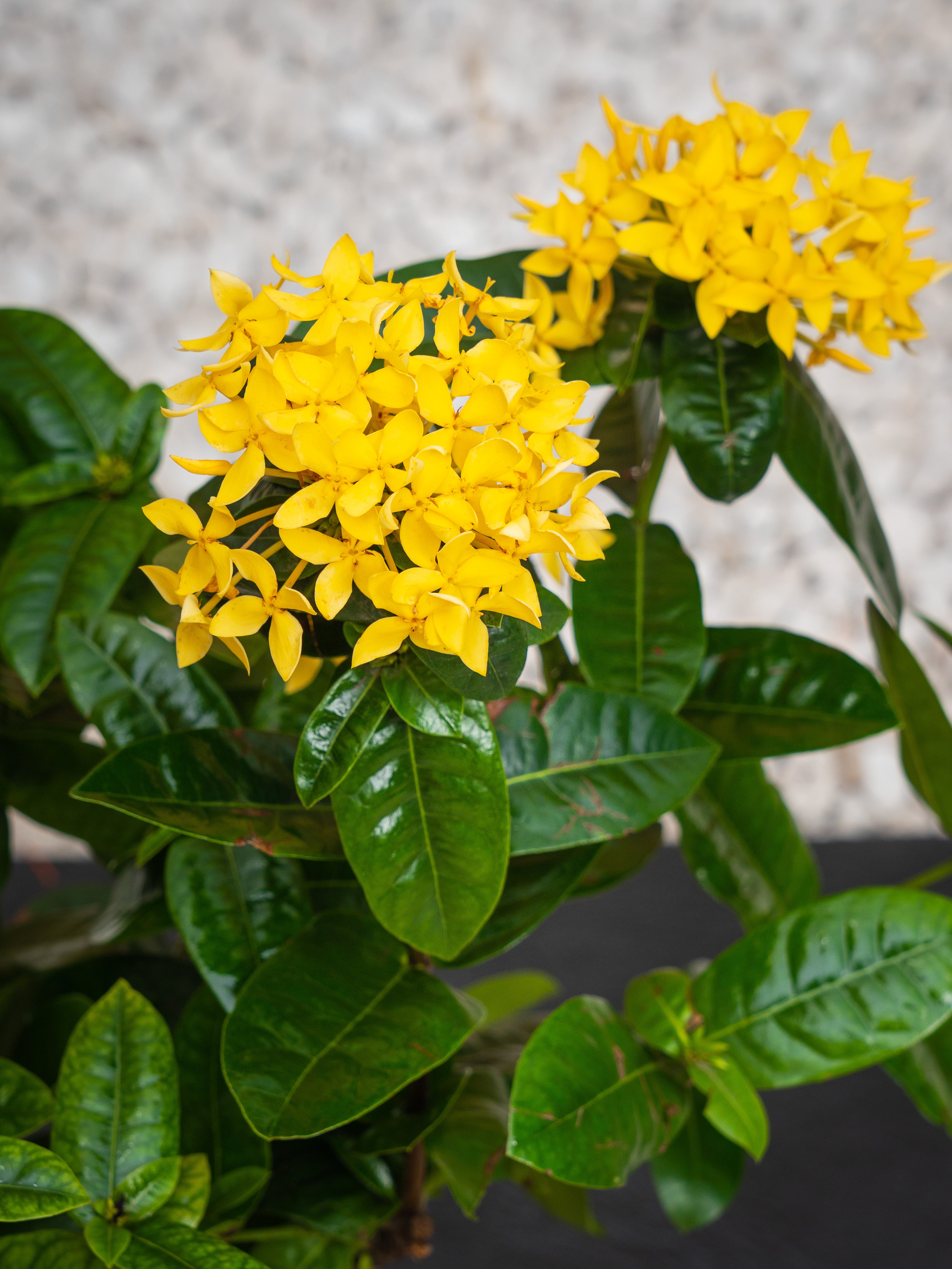 Ixora Cocinea