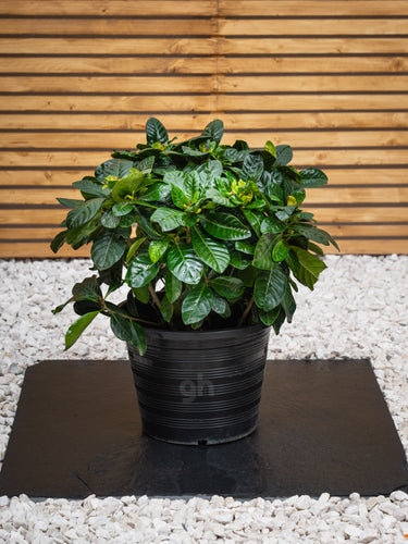 Gardenia