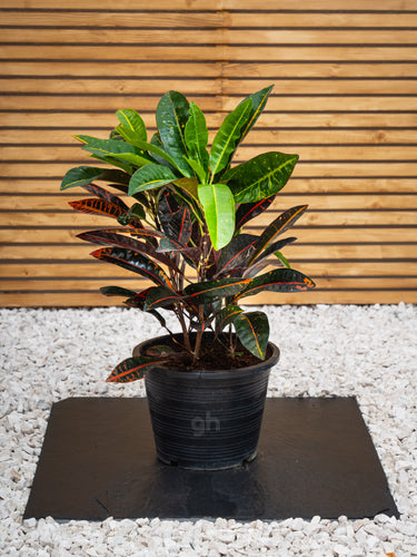 Outdoor Croton