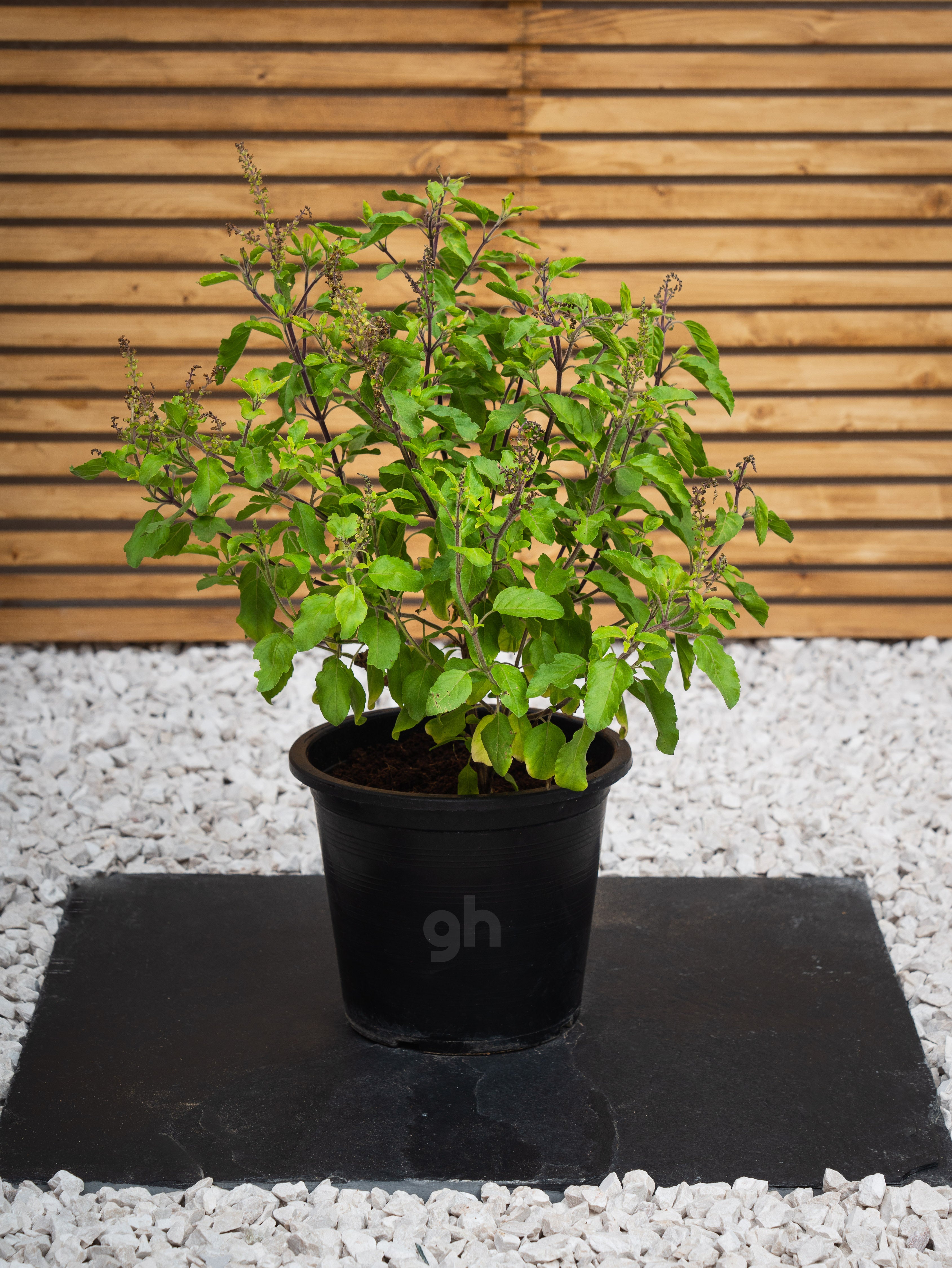 Holy Basil Ocimum Tenuiflorum Fruiting Outdoor Plants growhub AE