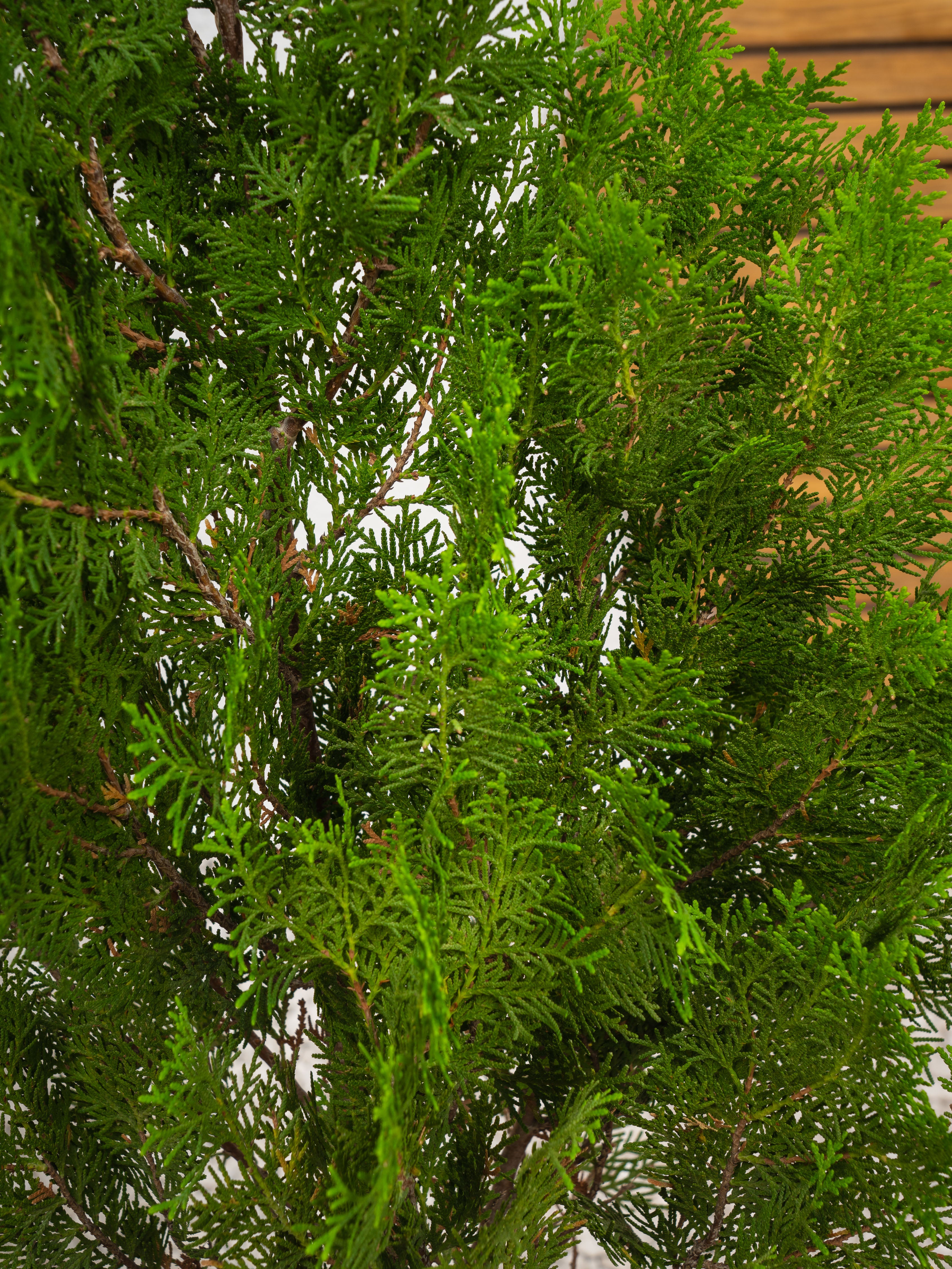 Thuja Orientalis