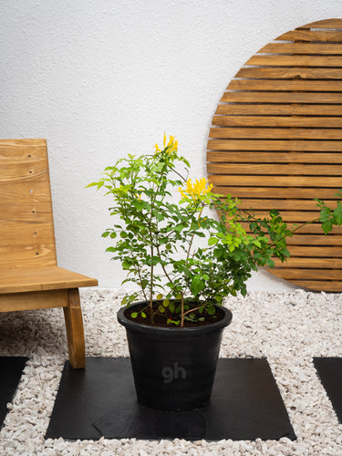 Cape Honeysuckle