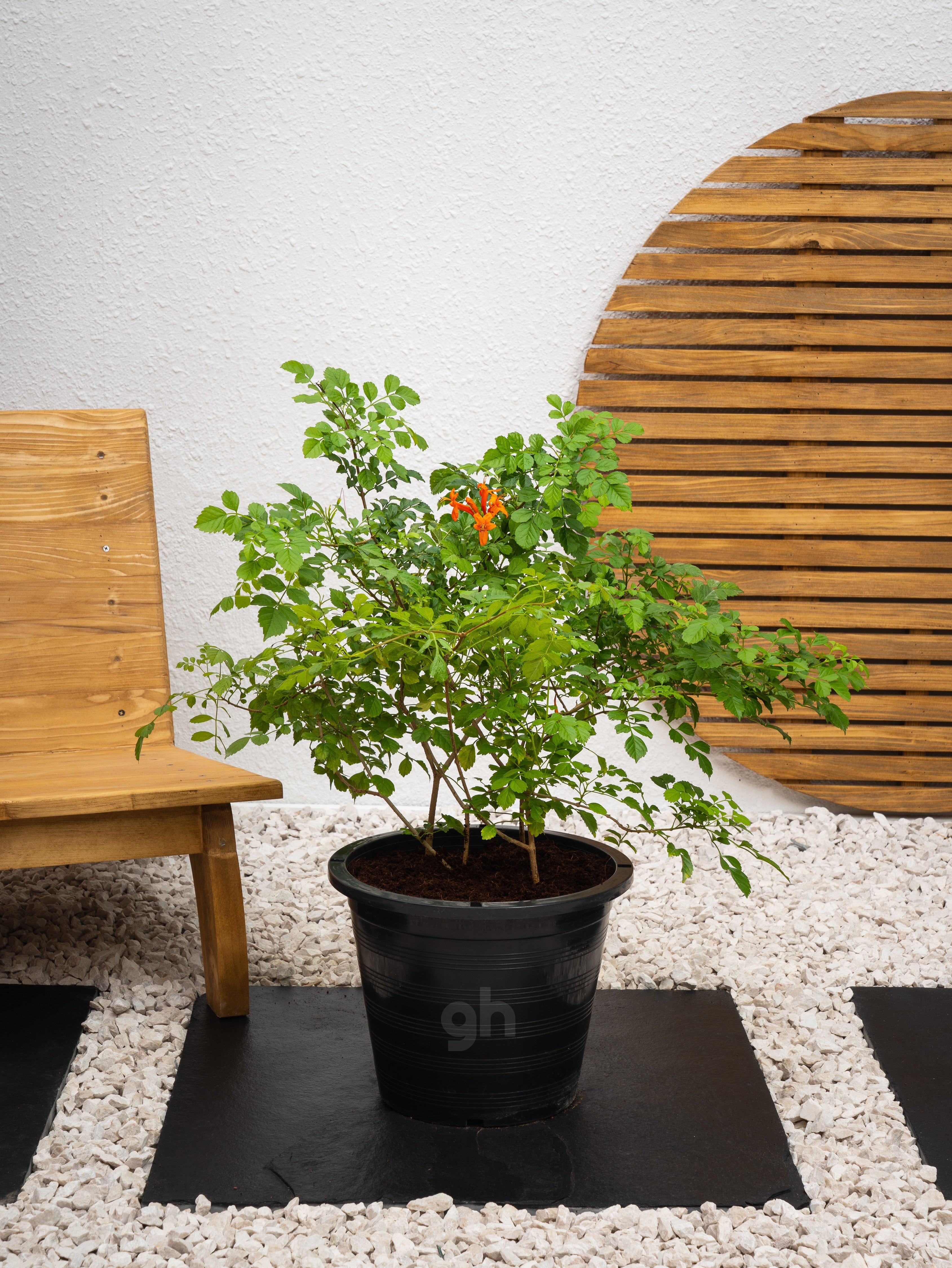 Cape Honeysuckle