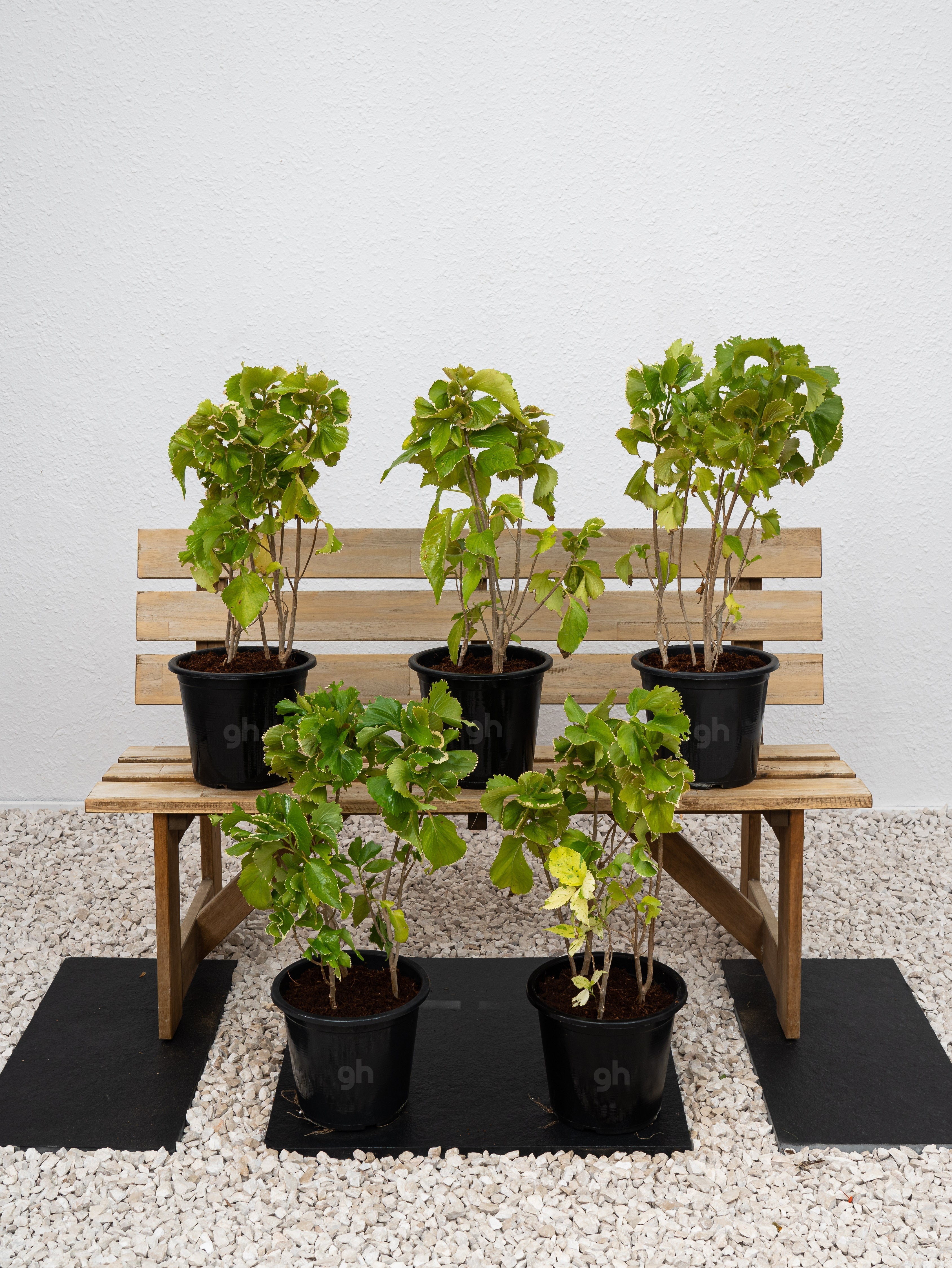 Acalypha Green